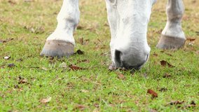 Close up detail of stallion grazing. Farm animal eating grass from the ground. Close-up of a horses white muzzle and hooves of a chewing horse. Video 4k