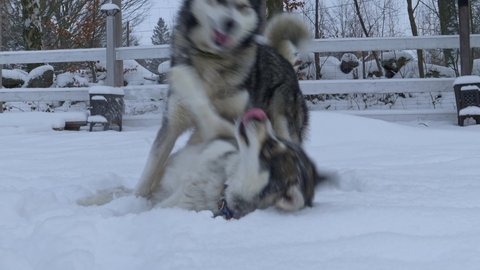 Close view of two Siberian huskies playing together in the snow