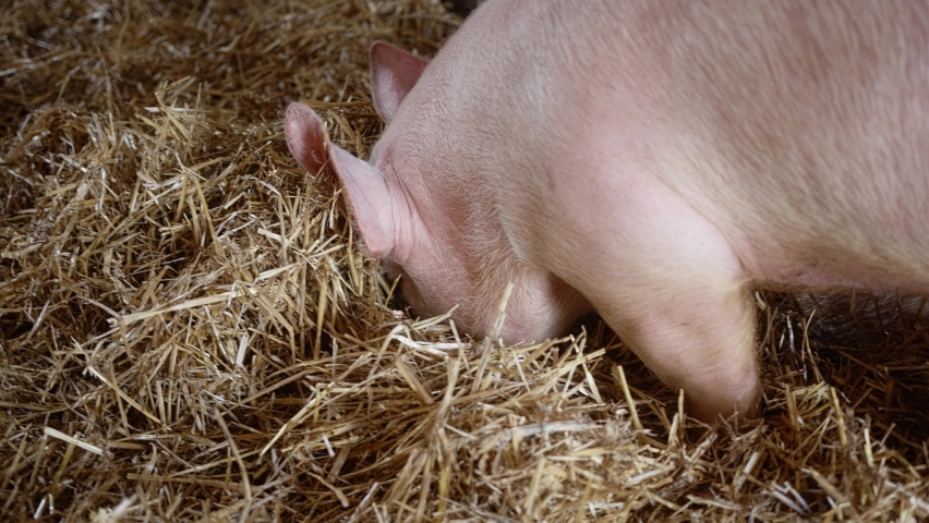 Свинья копается в грязи. Свинья копается в грязи. Piggy приложение задолженность. Digging pig. Свиньи.