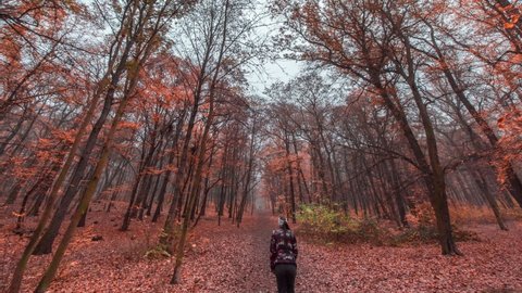 Autumn in the Hvezda park. Fallen leaves cover the ground. A woman wearing a quilted jacket is walking her bull terrier puppy. A small dog is running enthusiastically around, playing with a stick.