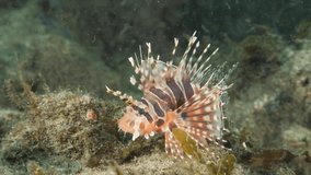A colorful deadly Lion fish turns and displays its venomous pectoral fins as it swims away along a reef structure