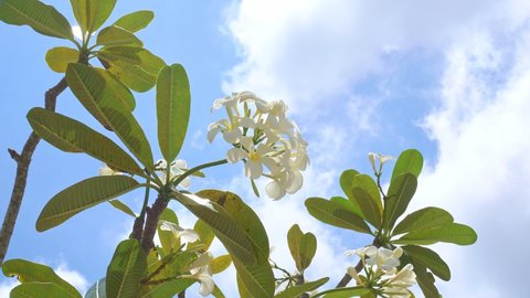 White Plumeria ( frangipani flowers ) in garden Beautiful sweet Plumeria flowers blooming isolated flower on blue sky background