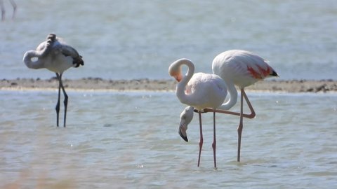 Wild flamingo birds in a wetland lake in a real natural habitat.Flamingos flamingoes wading bird wader shorebird animal wildlife birding ornithology winged wing beak documentary mere lough view nature