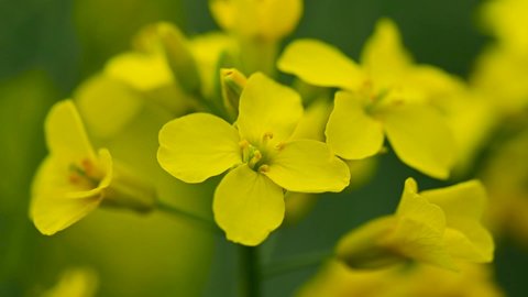 Rapeseed flower closeup. Colza (canola) plant for green energy, oil industry and honey plant. Rape seed flower macro view on blurred background.