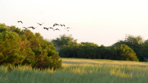 Geese take off over a preserve flying into a blank white sky.