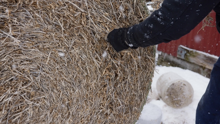 Man pulling hay from bale and showing closeup on snowy day