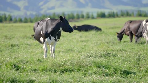 Dairy cow looking at camera on sunny day in farmland of New Zealand
