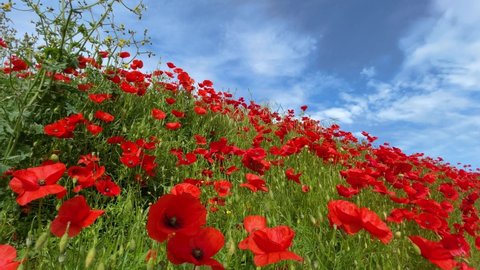wild poppies natural red flowers in field slow motion blue sky spring
