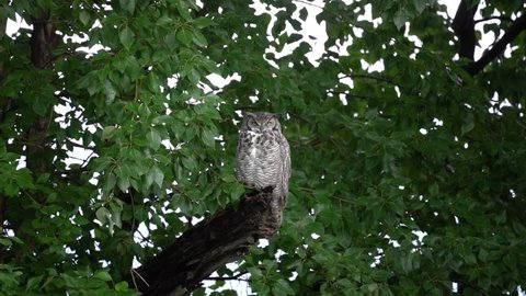 Great Horned Owl standing on a branch anding his eyes in slow motion.