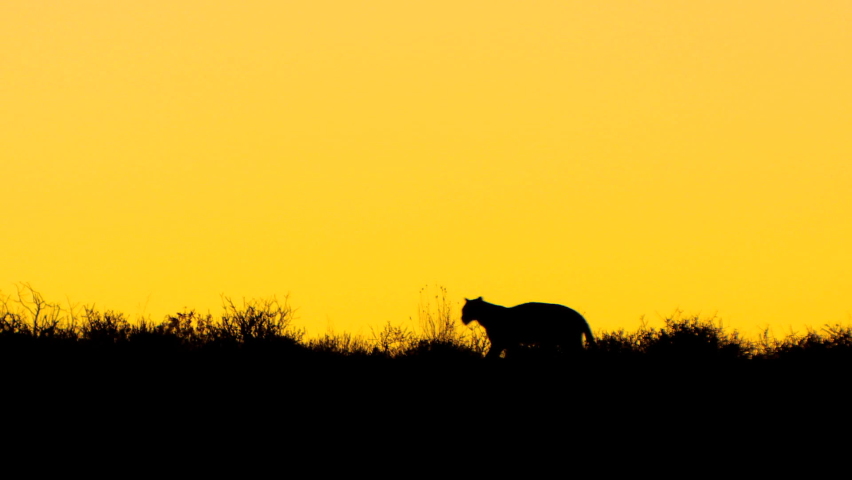 Panning shot of a leopard