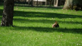 Squirrel runs away from the lawn.
Video footage of a squirrel.