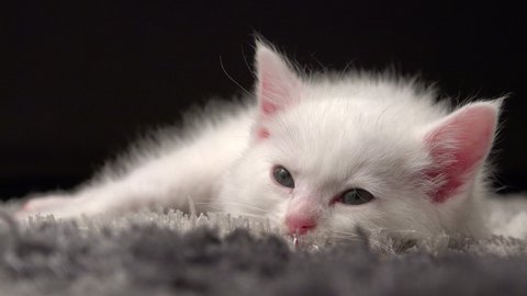 A white cute furry kitten Turkish Angora lying on the carpet