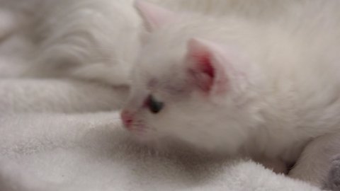 A white cute furry kitten Turkish Angora playing on the carpet