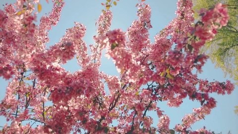 Branch of blossoming sakura close-up. Bright pink against the blue sky. The bees are flying. The sun's rays make their way through the branches. Spinning panorama