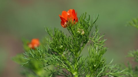Red orange flower of the Summer pheasant's-eye plant, Adonis aestivalis