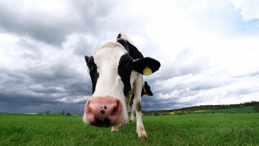 Extreme close-up video of a curious Friesian Holstein dairy cow with large pink dotted nose and long tongue. Her slimy saliva droplet hanging loose in the air. Black and white mottled cow portrait, 4k Royalty-Free Stock Footage #1072791095