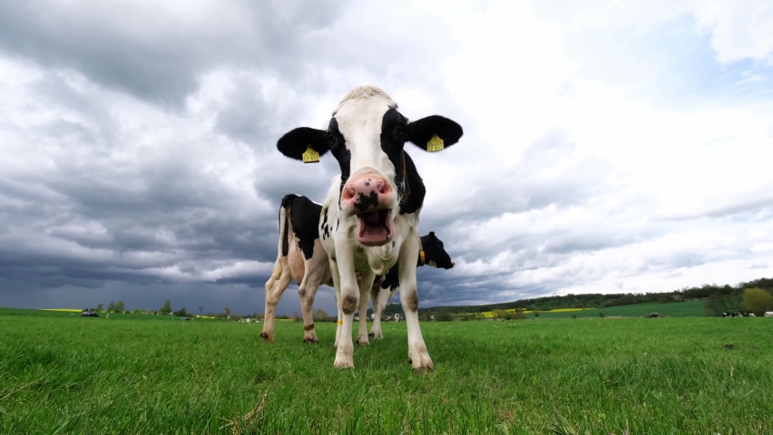Extreme close-up video of a curious Friesian Holstein dairy cow with large pink dotted nose and long tongue. Her slimy saliva droplet hanging loose in the air. Black and white mottled cow portrait, 4k