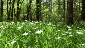 Beautiful blossoming white flowers called wood anemone (Anemone nemorosa, Bosanemoon, Anemoon) in the forest in spring. Little early-spring wildflower swaying in the light wind. 4k video.
