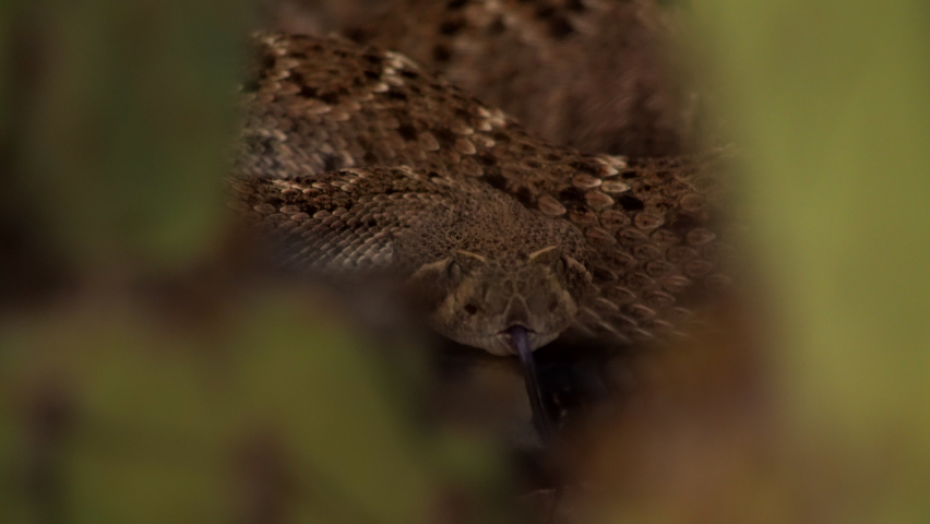 Coiled and agitated western diamondback rattlesnake strikes a puffed up and aggressive defensive posture in the Arizona desert.