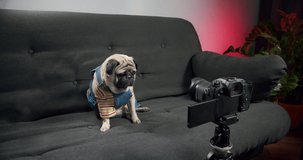 Сute funny pug dog vlog influencer. Make video vlog for followers, subscribers. Online vlog with camera. Tilt head. Creative content creator. Funny pet vlog concept