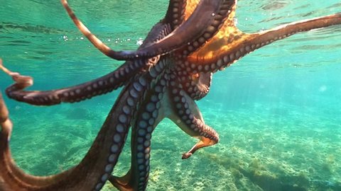 Underwater slow motion video of octopus swimming in tropical exotic bay with emerald crystal clear sea