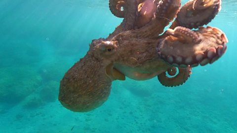 Underwater slow motion video of octopus swimming in tropical exotic bay with emerald crystal clear sea
