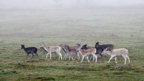 A herd of fallow deer grazing in a misty field in England
