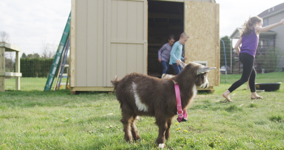 Baby Goat Eating Grass Looking At Kids Playing on Farm