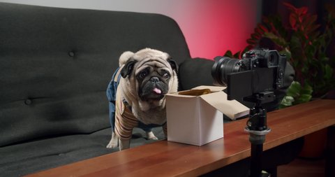 Cute funny pug dog is shy of the camera. Funny facial expression. Dog vlogger thinking what to tell his subscribers, followers  about the product in which he is not sure. Funny pet vlog. Camera fear.
