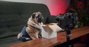 Funny cute pug dog making product vlog, overview of a pet product from online shop. Dog vlogger making unboxing, unpacking video. Dog social media influencer unpacking delivery box with pet product. 