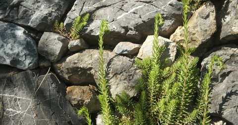 Sedum on stone wall. Sedum plant grown on dry stone wall. Succulent plant on the wall of a rock garden of Liguria in Italy. Liguria, Italy.