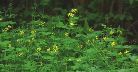 Chelidonium majus, commonly known as greater celandine