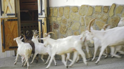 small family farm, goat breeding, goat farming. producers of goat milk, butter and cheese. Animal husbandry, agriculture. raising of livestock, authentic real video. Goats on the farm.