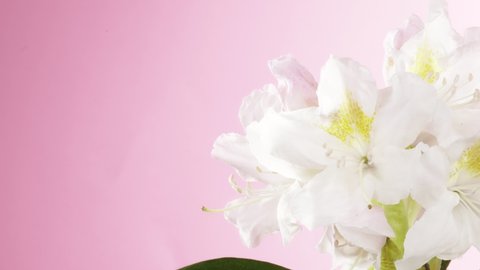 Time lapse of blooming white rhododendron blossoms. Soft gradient background