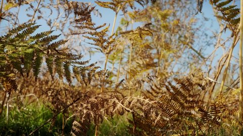 Bracken Fern in the Fall or Autumn close up stock footage