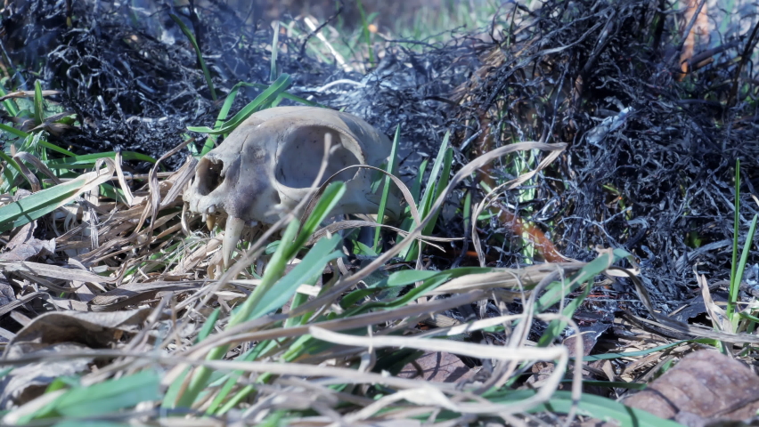 Skull of a wild animal burnt in a forest fire. An animal burned up in the forest fire. Burnt bones, fire and smoke.