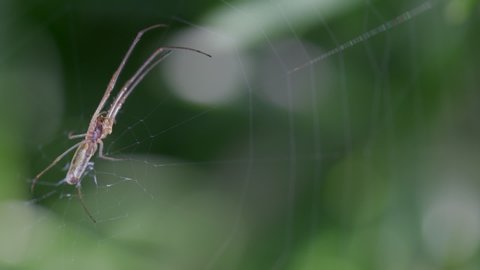Closeup of spider feeding over the spiderweb with text space