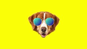 Contemporary minimal motion art. Cute Dog beagle in glasses wiggle in circle animation.