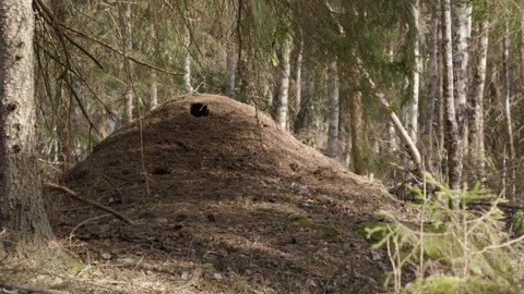 Red wood ant nest, Formica rufa, in a forest in Sweden, wide shot