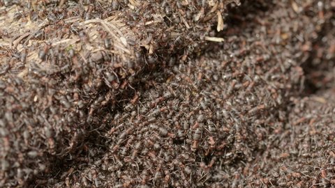 Red wood ant colony, Formica rufa, in a forest in Sweden, close up zoom out
