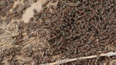 Red wood ant colony, Formica rufa, in a forest, Sweden, close up zoom out