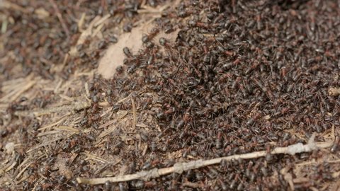 Red wood ant colony, Formica rufa, in a forest, Sweden, close up