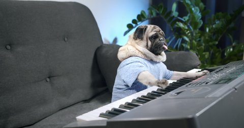 Funny cute pug dog playing Electronic piano, synthesizer at home. Learn to play music. Fun music artist. Funny dog, pet musical instrument concept. Inspired сomposes music or a song. 