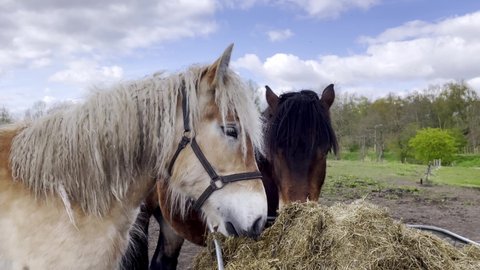 Cute horses on the farm or ranch stand outside and eat hay in stable. Farm horses eating dry grass. feeding horse with straw in sunny day. Farming concept.