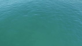 4K Drone Footage of Dolphins Swimming of the Coast of Orange County, CA 
