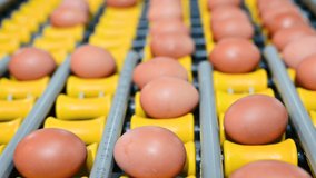 Production poultry farm. Fresh raw chicken eggs on a conveyor belt. High quality 4k footage