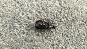 big black beetle on the asphalt lying on its back moves its paws closeup video 4k