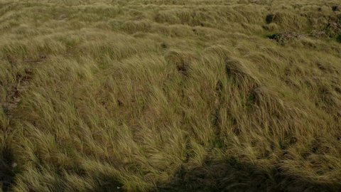 Aerial low view over marram grass anchored dunes. Drone moving forward revealing Irish beach.
