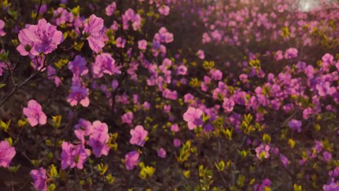 Gimbal sideways closeup cinematic early spring first flowers rose bushes rhododendron rosemary at romantic orange sunset. Sun rays through bright branches. Breathtaking plants rare natural phenomena