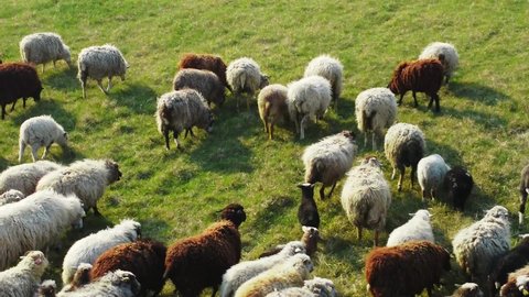 sheep grazing, aerial view. herd of sheep on beautiful mountain meadow. sheep farming, livestock, agriculture. raising and breeding of domestic sheep
